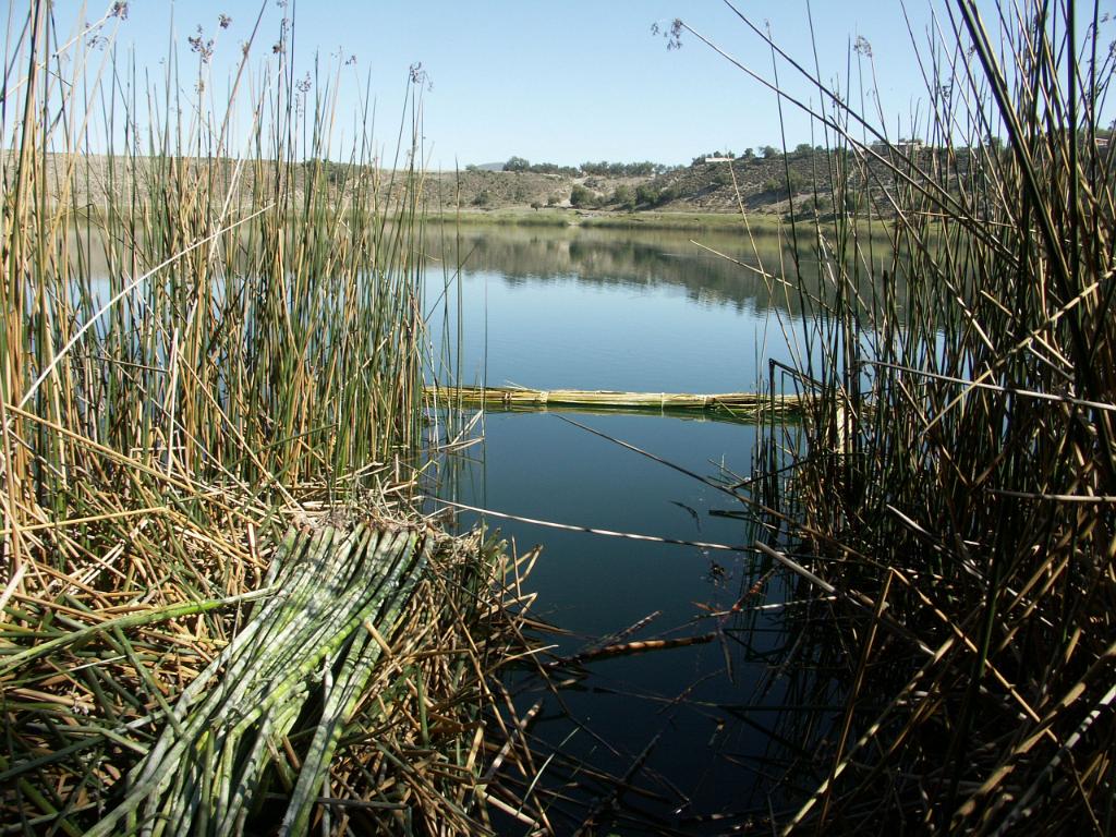 100227_Alchichica 048.jpg - Trochu přerostlá příbuzná naší sítiny. Používá se zde na všechno možné - rohože, přístřešky, ploty,...